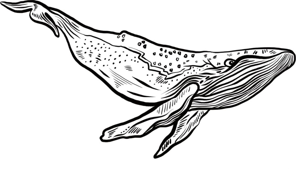 kiwis illustrierter Wal in schwarz